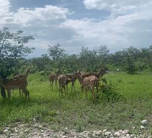 Etosha Park Herde