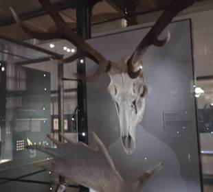 Museum für Naturkunde