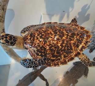 Einfuhr geschützter Tiere im Zollmuseum