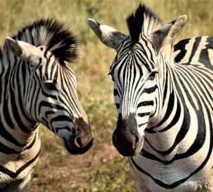 Steppenzebras