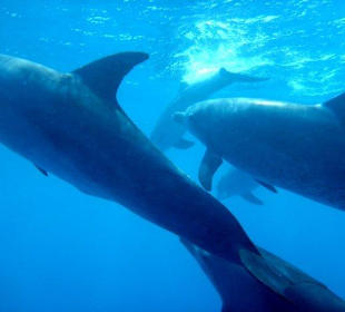 Delfine erleben mit Yasser