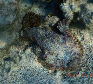 Рыба камень