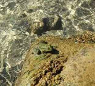 sei (k)ein Frosch