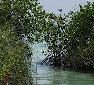 Mangrovenwälder