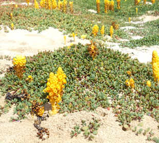 Kitebeach Costa da Fragata