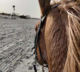 Horse Riding Djerba Zitouna