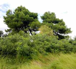 Im Naturreservat von Bibione