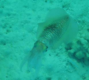 Schnorcheln Marsa Alam