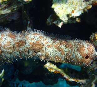 Schnorcheln Marsa Alam