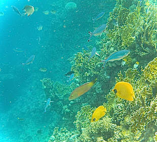Tauchen Marsa Alam