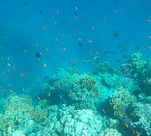 Schnorcheln Marsa Alam