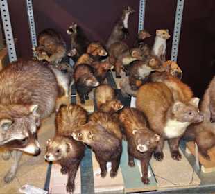 Blick in die Sammlung des Naturkundemuseums