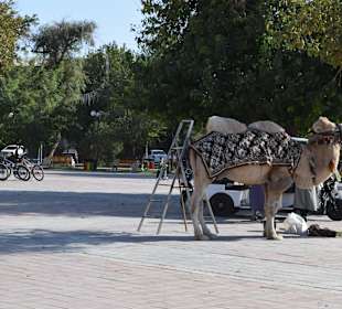 Armes Kamel neben der Festung