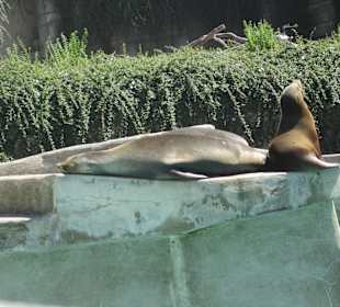Seelöwen