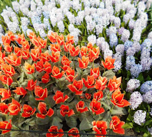 Blumenpracht im Keukenhof
