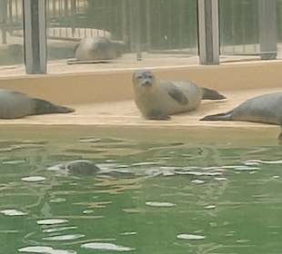 Seehundstation Norddeich