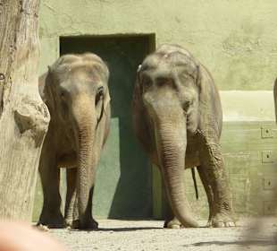 Asiatische Elefanten