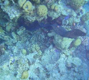 Muräne am Hausriff