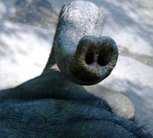 Betteln in voller Fahrt