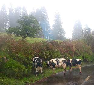 Inselrundfahrt Faial 