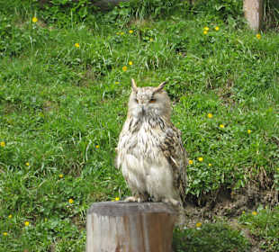 Greifvogelwarte Hochalm Rauris