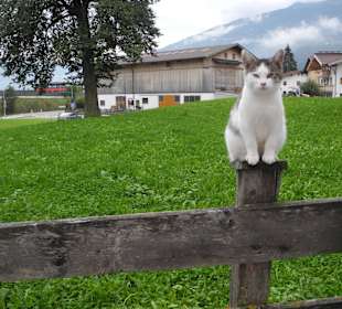 Hauskatze des Hotels (2015)