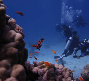 Tauchen Marsa Alam