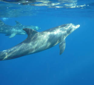 Delfine am Hausriff