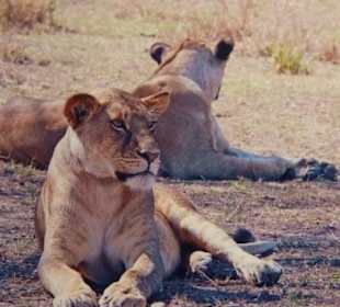 Löwen im Amboseli-Nationalpark