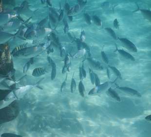 Marinarium-Ausflug (schnorcheln)