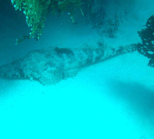 Unterwassereindrücke