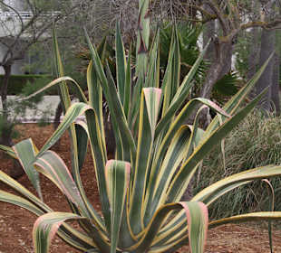 Pflanze an der Promenade