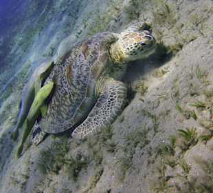 Podwodne życie w Abu Dabab