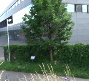 Schwetzinger Terrasse