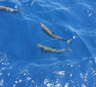Neugierige Fische