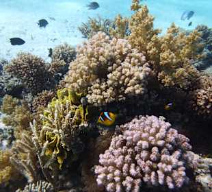 Einmalie Erlebnisse mit Mo´s Delfinen