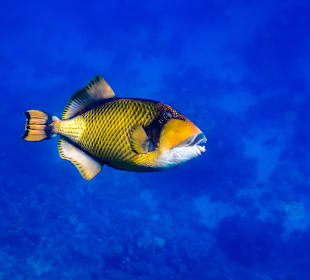 Schnorcheln Marsa Alam