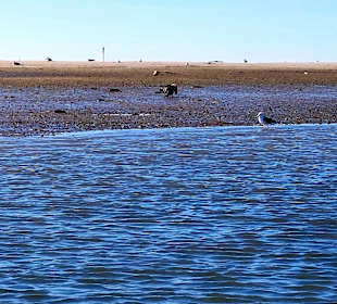 Bootstour Ria Formosa