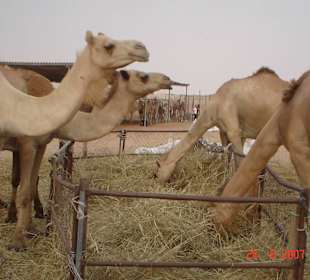Clients at the camel farm