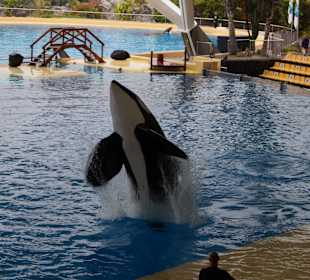 Orcas werden erforscht, gute Haltung