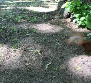 Łazienki królewskie, park