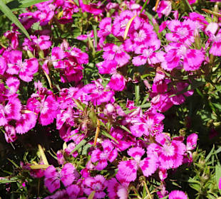 Rundgang durch den Park Platz des Republik