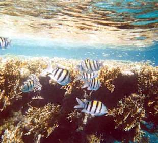 Club Magic Life - Sharm el Sheikh - Unterwasserbilder