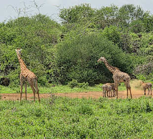 Tsavo