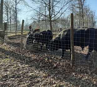 Wildpark Betzenberg in Kaiserslautern