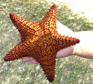 Jede Menge Seesterne am La Playita