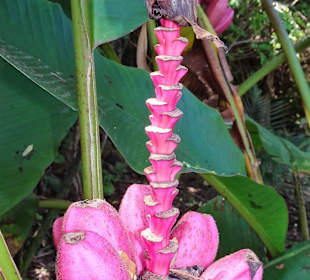 Rundgang durch den Botanischen Garten der Domaine