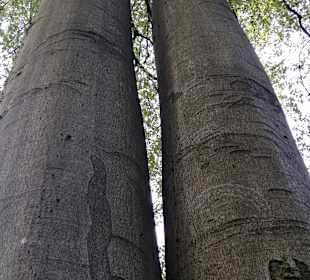 Wandern Muldenhammer