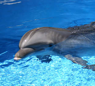 The Secret Garden of Siegfried & Roy