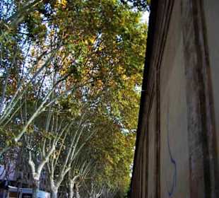 Viele Bäume La Rambla